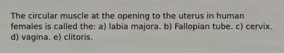 The circular muscle at the opening to the uterus in human females is called the: a) labia majora. b) Fallopian tube. c) cervix. d) vagina. e) clitoris.