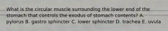 What is the circular muscle surrounding the lower end of <a href='https://www.questionai.com/knowledge/kLccSGjkt8-the-stomach' class='anchor-knowledge'>the stomach</a> that controls the exodus of stomach contents? A. pylorus B. gastro sphincter C. lower sphincter D. trachea E. uvula