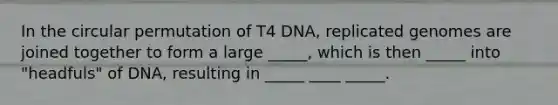 In the circular permutation of T4 DNA, replicated genomes are joined together to form a large _____, which is then _____ into "headfuls" of DNA, resulting in _____ ____ _____.