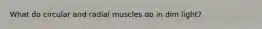 What do circular and radial muscles do in dim light?