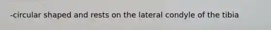-circular shaped and rests on the lateral condyle of the tibia