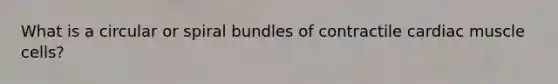What is a circular or spiral bundles of contractile cardiac muscle cells?