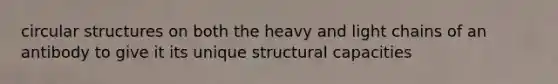 circular structures on both the heavy and light chains of an antibody to give it its unique structural capacities