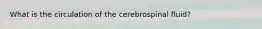 What is the circulation of the cerebrospinal fluid?