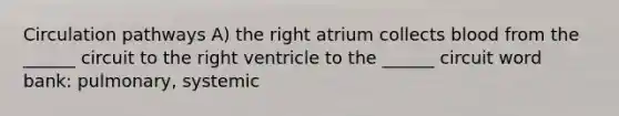 Circulation pathways A) the right atrium collects blood from the ______ circuit to the right ventricle to the ______ circuit word bank: pulmonary, systemic