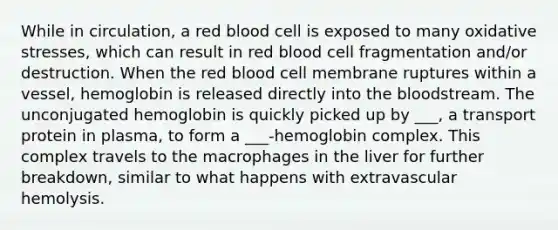 While in circulation, a red blood cell is exposed to many oxidative stresses, which can result in red blood cell fragmentation and/or destruction. When the red blood cell membrane ruptures within a vessel, hemoglobin is released directly into the bloodstream. The unconjugated hemoglobin is quickly picked up by ___, a transport protein in plasma, to form a ___-hemoglobin complex. This complex travels to the macrophages in the liver for further breakdown, similar to what happens with extravascular hemolysis.