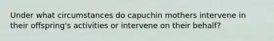 Under what circumstances do capuchin mothers intervene in their offspring's activities or intervene on their behalf?