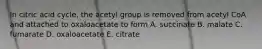 In citric acid cycle, the acetyl group is removed from acetyl CoA and attached to oxaloacetate to form A. succinate B. malate C. fumarate D. oxaloacetate E. citrate