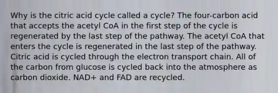 Why is the citric acid cycle called a cycle? The four-carbon acid that accepts the acetyl CoA in the first step of the cycle is regenerated by the last step of the pathway. The acetyl CoA that enters the cycle is regenerated in the last step of the pathway. Citric acid is cycled through the electron transport chain. All of the carbon from glucose is cycled back into the atmosphere as carbon dioxide. NAD+ and FAD are recycled.