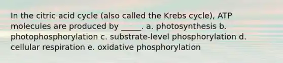 In the citric acid cycle (also called the Krebs cycle), ATP molecules are produced by _____. a. photosynthesis b. photophosphorylation c. substrate-level phosphorylation d. cellular respiration e. <a href='https://www.questionai.com/knowledge/kFazUb9IwO-oxidative-phosphorylation' class='anchor-knowledge'>oxidative phosphorylation</a>