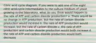 Citric acid cycle diagram. If you were to add one of the eight citric acid cycle intermediates to the culture medium of yeast growing in the laboratory, what do you think would happen to the rate of ATP and carbon dioxide production? a. There would be no change in ATP production, but the rate of carbon dioxide production would increase b. the rate of ATP production would increase, but the rate of carbon dioxide c. the rate of ATP production and carbon dioxide production would both increase d. the rate of ATP and carbon dioxide production would both decrease