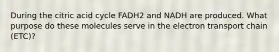 During the citric acid cycle FADH2 and NADH are produced. What purpose do these molecules serve in the electron transport chain (ETC)?