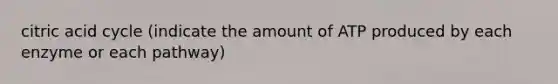 citric acid cycle (indicate the amount of ATP produced by each enzyme or each pathway)