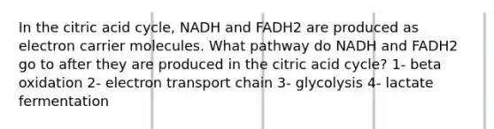 In the citric acid cycle, NADH and FADH2 are produced as electron carrier molecules. What pathway do NADH and FADH2 go to after they are produced in the citric acid cycle? 1- beta oxidation 2- electron transport chain 3- glycolysis 4- lactate fermentation