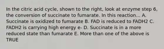 In the citric acid cycle, shown to the right, look at enzyme step 6, the conversion of succinate to fumarate. In this reaction... A. Succinate is oxidized to fumarate B. FAD is reduced to FADH2 C. FADH2 is carrying high energy e- D. Succinate is in a more reduced state than fumarate E. More than one of the above is TRUE