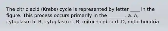 The citric acid (Krebs) cycle is represented by letter ____ in the figure. This process occurs primarily in the _______. a. A, cytoplasm b. B, cytoplasm c. B, mitochondria d. D, mitochondria