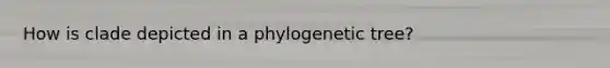 How is clade depicted in a phylogenetic tree?