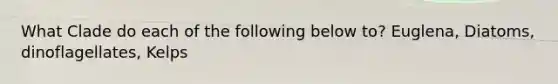 What Clade do each of the following below to? Euglena, Diatoms, dinoflagellates, Kelps
