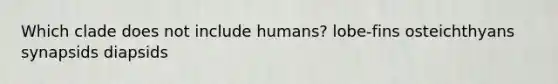 Which clade does not include humans? lobe-fins osteichthyans synapsids diapsids