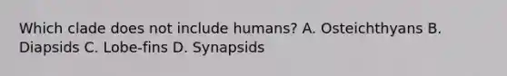 Which clade does not include humans? A. Osteichthyans B. Diapsids C. Lobe-fins D. Synapsids