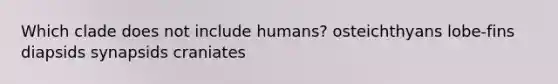 Which clade does not include humans? osteichthyans lobe-fins diapsids synapsids craniates