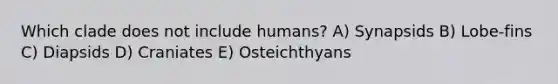 Which clade does not include humans? A) Synapsids B) Lobe-fins C) Diapsids D) Craniates E) Osteichthyans