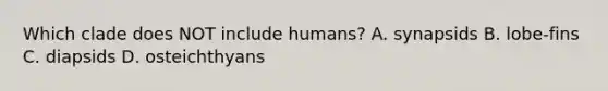 Which clade does NOT include humans? A. synapsids B. lobe-fins C. diapsids D. osteichthyans