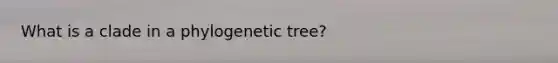 What is a clade in a phylogenetic tree?