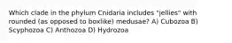 Which clade in the phylum Cnidaria includes "jellies" with rounded (as opposed to boxlike) medusae? A) Cubozoa B) Scyphozoa C) Anthozoa D) Hydrozoa