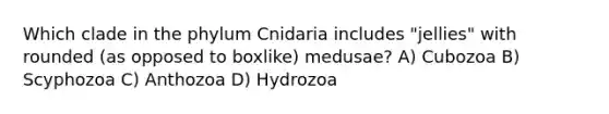 Which clade in the phylum Cnidaria includes "jellies" with rounded (as opposed to boxlike) medusae? A) Cubozoa B) Scyphozoa C) Anthozoa D) Hydrozoa