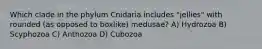 Which clade in the phylum Cnidaria includes "jellies" with rounded (as opposed to boxlike) medusae? A) Hydrozoa B) Scyphozoa C) Anthozoa D) Cubozoa