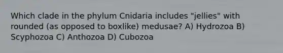 Which clade in the phylum Cnidaria includes "jellies" with rounded (as opposed to boxlike) medusae? A) Hydrozoa B) Scyphozoa C) Anthozoa D) Cubozoa