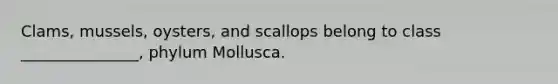 Clams, mussels, oysters, and scallops belong to class _______________, phylum Mollusca.