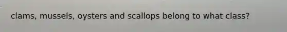 clams, mussels, oysters and scallops belong to what class?