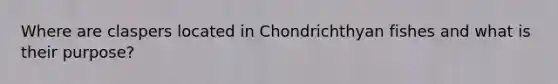 Where are claspers located in Chondrichthyan fishes and what is their purpose?