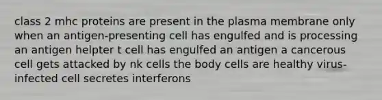 class 2 mhc proteins are present in the plasma membrane only when an antigen-presenting cell has engulfed and is processing an antigen helpter t cell has engulfed an antigen a cancerous cell gets attacked by nk cells the body cells are healthy virus-infected cell secretes interferons