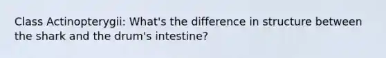 Class Actinopterygii: What's the difference in structure between the shark and the drum's intestine?