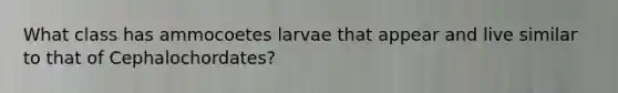 What class has ammocoetes larvae that appear and live similar to that of Cephalochordates?