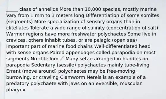 _____ class of annelids More than 10,000 species, mostly marine Vary from 1 mm to 3 meters long Differentiation of some somites (segments) More specialization of sensory organs than in clitellates Tolerate a wide range of salinity (concentration of salt) Warmer regions have more freshwater polychaetes Some live in crevices, others inhabit tubes, or are pelagic (open sea) Important part of marine food chains Well-differentiated head with sense organs Paired appendages called parapodia on most segments No clitellum ☄️ Many setae arranged in bundles on parapodia Sedentary (sessile) polychaetes mainly tube-living Errant (move around) polychaetes may be free-moving, burrowing, or crawling Clamworm Nereis is an example of a predatory polychaete with jaws on an eversible, muscular pharynx