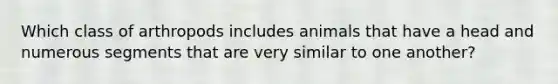 Which class of arthropods includes animals that have a head and numerous segments that are very similar to one another?