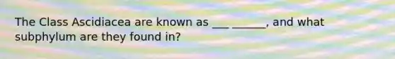 The Class Ascidiacea are known as ___ ______, and what subphylum are they found in?