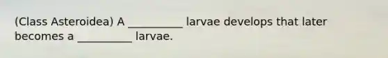 (Class Asteroidea) A __________ larvae develops that later becomes a __________ larvae.