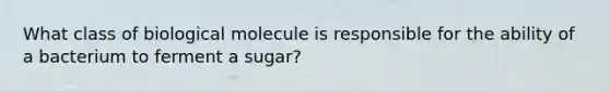 What class of biological molecule is responsible for the ability of a bacterium to ferment a sugar?