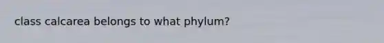 class calcarea belongs to what phylum?