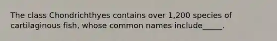 The class Chondrichthyes contains over 1,200 species of cartilaginous fish, whose common names include_____.