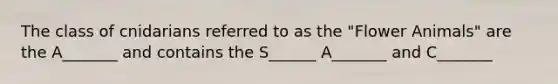 The class of cnidarians referred to as the "Flower Animals" are the A_______ and contains the S______ A_______ and C_______