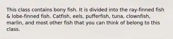 This class contains bony fish. It is divided into the ray-finned fish & lobe-finned fish. Catfish, eels, pufferfish, tuna, clownfish, marlin, and most other fish that you can think of belong to this class.