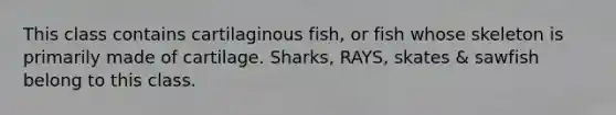 This class contains cartilaginous fish, or fish whose skeleton is primarily made of cartilage. Sharks, RAYS, skates & sawfish belong to this class.