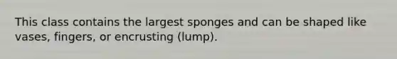 This class contains the largest sponges and can be shaped like vases, fingers, or encrusting (lump).