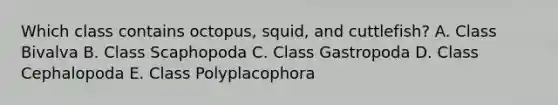 Which class contains octopus, squid, and cuttlefish? A. Class Bivalva B. Class Scaphopoda C. Class Gastropoda D. Class Cephalopoda E. Class Polyplacophora